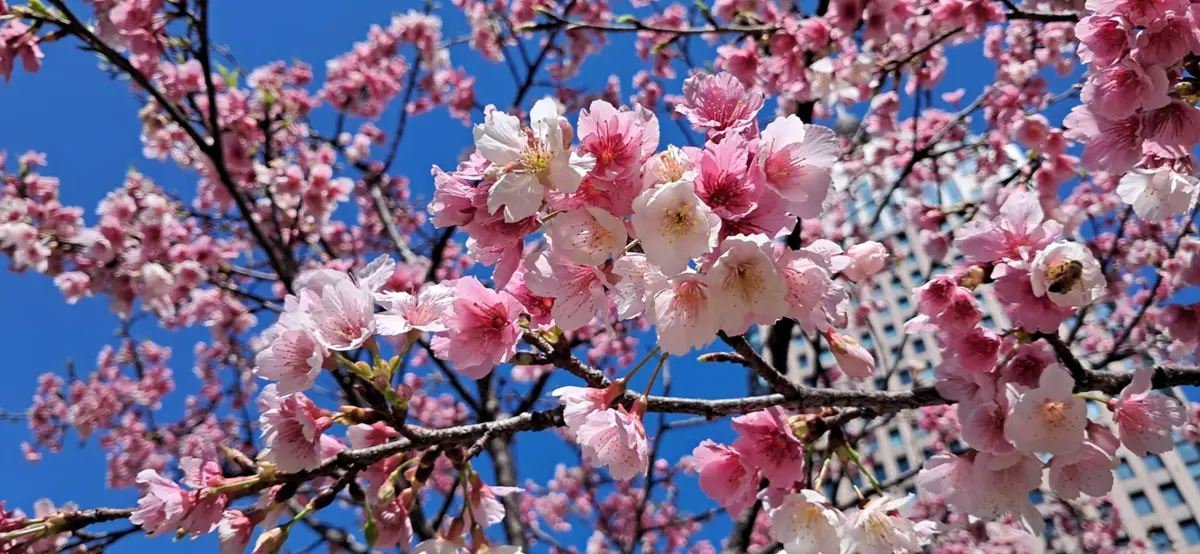 圖片來源：臺北市政府