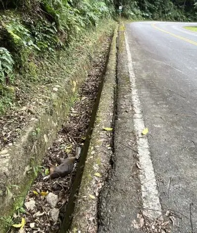 苗栗126線道悲歌!山羌遭寶特瓶「緊箍咒」套頭亡 縣府籲一通電話即刻救援