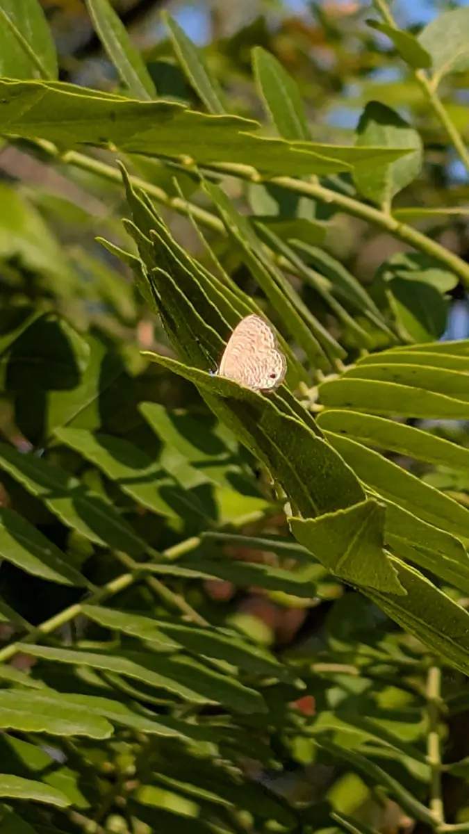 左營洲仔濕地賞蝶季開跑！保育類「黃裳鳳蝶」絕美現蹤，最佳觀賞時間點曝光