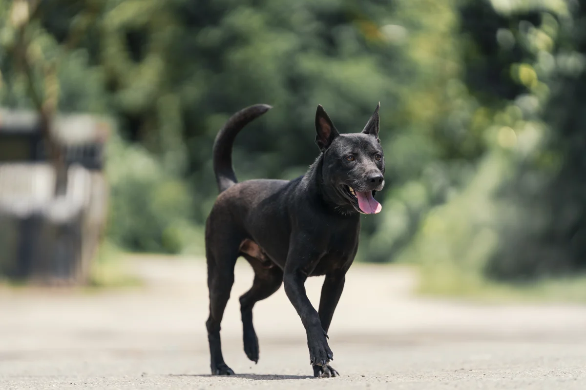 世界黑狗日新北推「治療犬認養計畫」！徵求人犬搭檔 培訓費用全免再送好禮