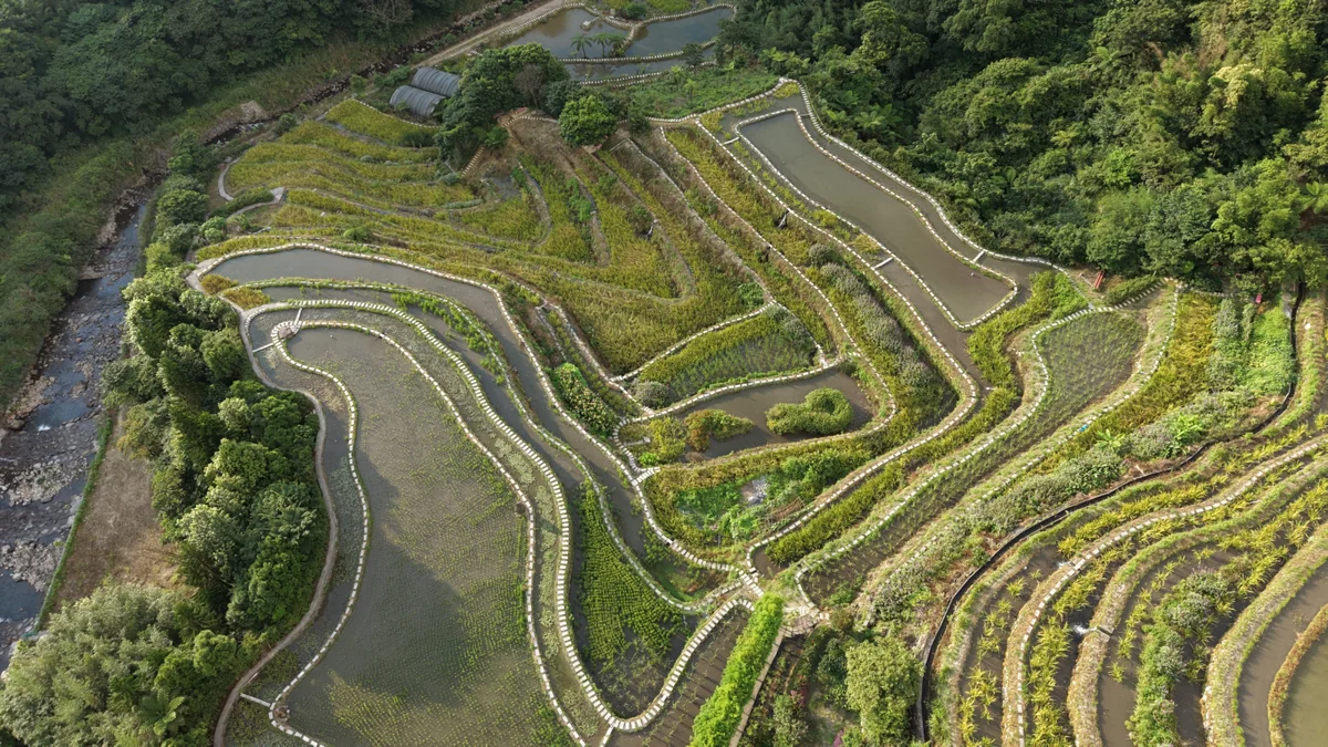 【2026新北山林展演】週末小旅行必去!石門百年梯田聽音樂、學手機攝影