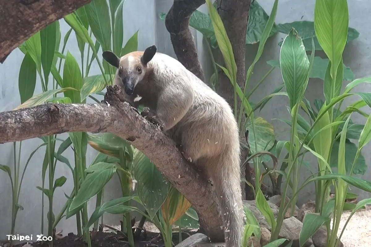 香蕉樹成跳板!動物園高齡食蟻獸「黑妞」深夜蹺家 全員出動協尋中