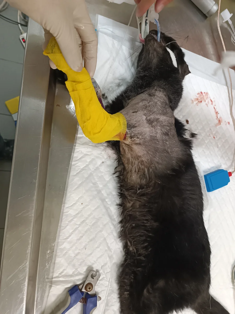 [內有優惠] 截肢黑貓大蛻變！五股動物之家親訓4個月 撒嬌尋家送一年份飼料