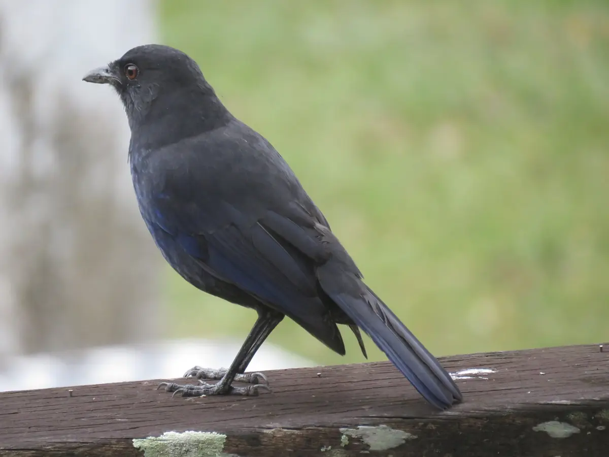 太魯閣溪畔奇遇「什麼意思鳥」,鳴叫方式超特別!