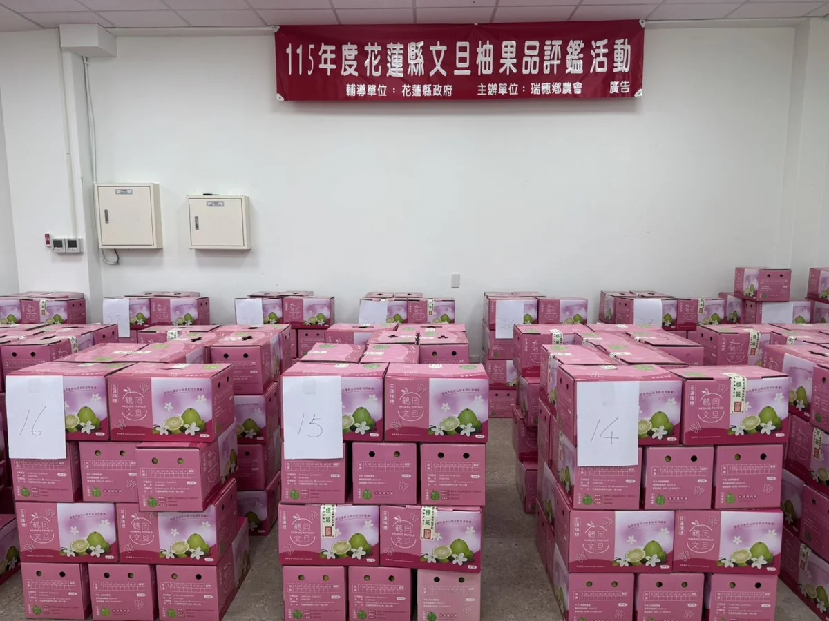 115年花蓮文旦柚評鑑出爐!3大果農勇奪金牌 中秋送禮必看推薦