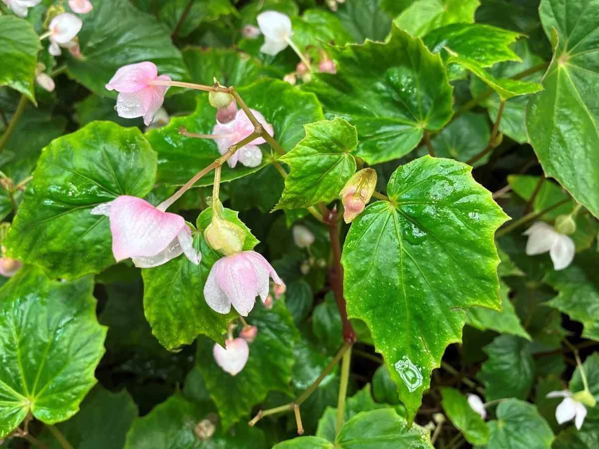 [臺北夏日避暑攻略] 走進臺北典藏植物園，一探「葉上珠」等3大臺灣原生奇特植物！