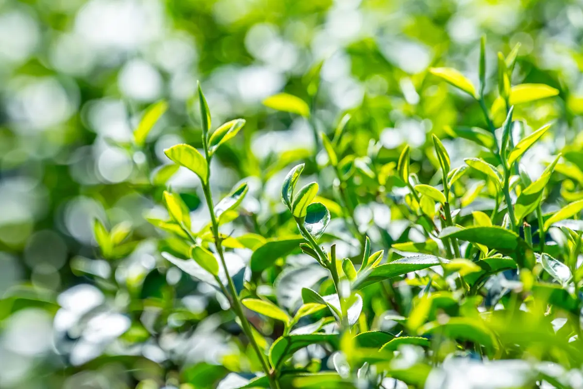 圖片來源:新聞處