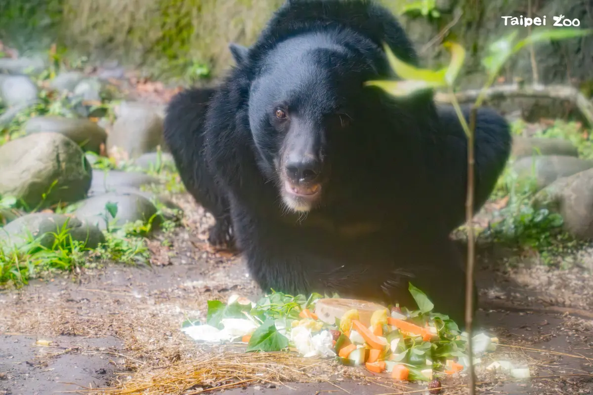 熊熊「黑糖」17歲生日趴!動物園藉「黑熊蛋糕」揭秘:一個動作避免人熊衝突