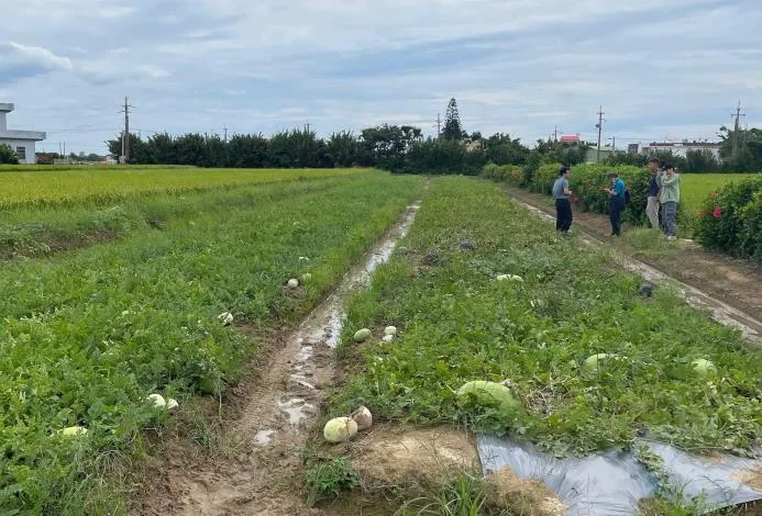 6月豪雨釀農損！湖口、新豐西瓜與香瓜現金救助 6/25起開放申請