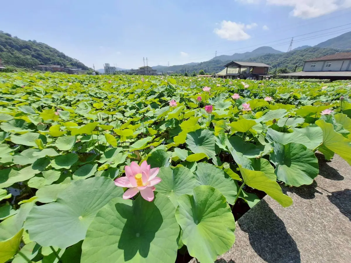 圖片來源:新北市政府