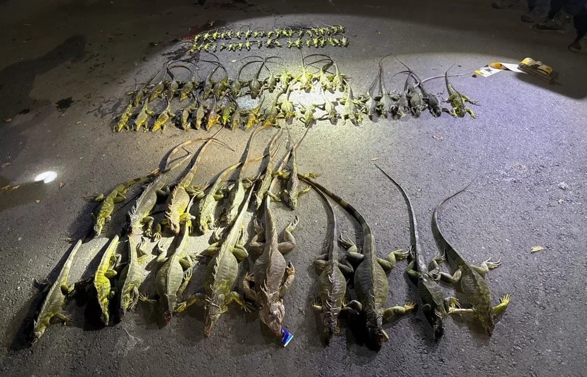 屏東「護豆專案2.0」9/15開跑!7大鄉鎮擴大捕捉綠鬣蜥 守護農民心血