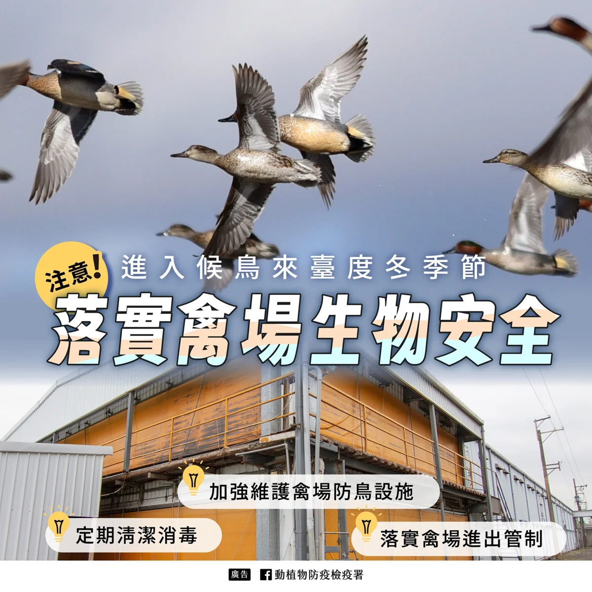 隱匿禽流感最高罰100萬!候鳥南遷風險高,養禽業者必看防疫規定