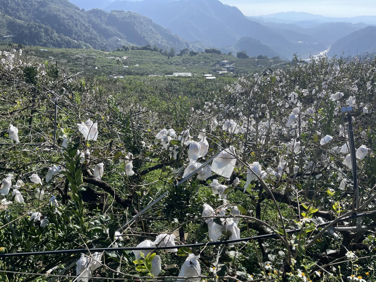 薔琵颱風重創台中農作!5大品項開放現金救助 每公頃最高領19.5萬