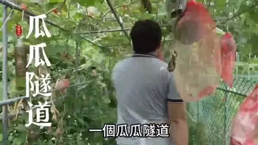 淡水隱藏版綠洲大公開！走進樹林口農場，親子同樂採南瓜、做布丁