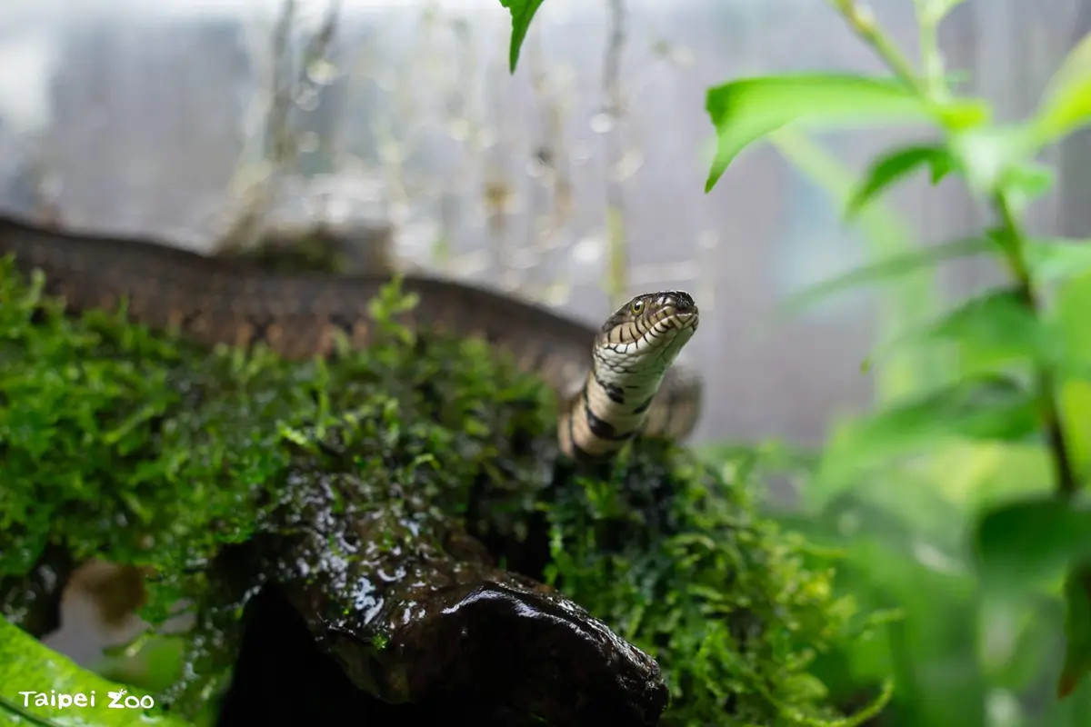 臺北動物園端午推瀕危蛇展