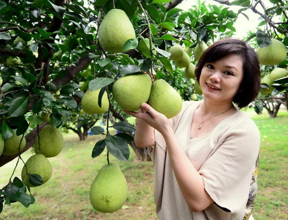 中秋必吃!苗栗西湖「柚子之鄉」大公開,秋季豐收嚐鮮趁現在