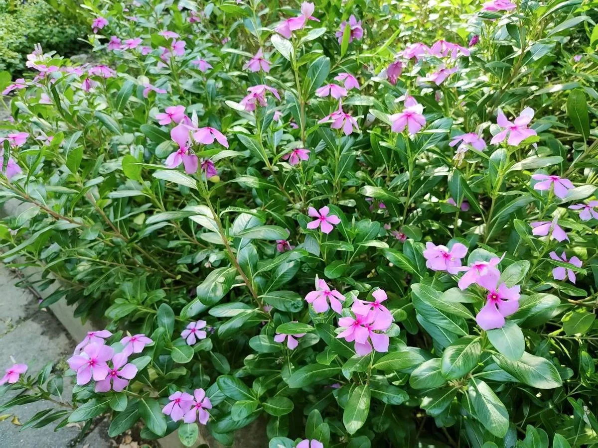 圖片來源：臺北市政府