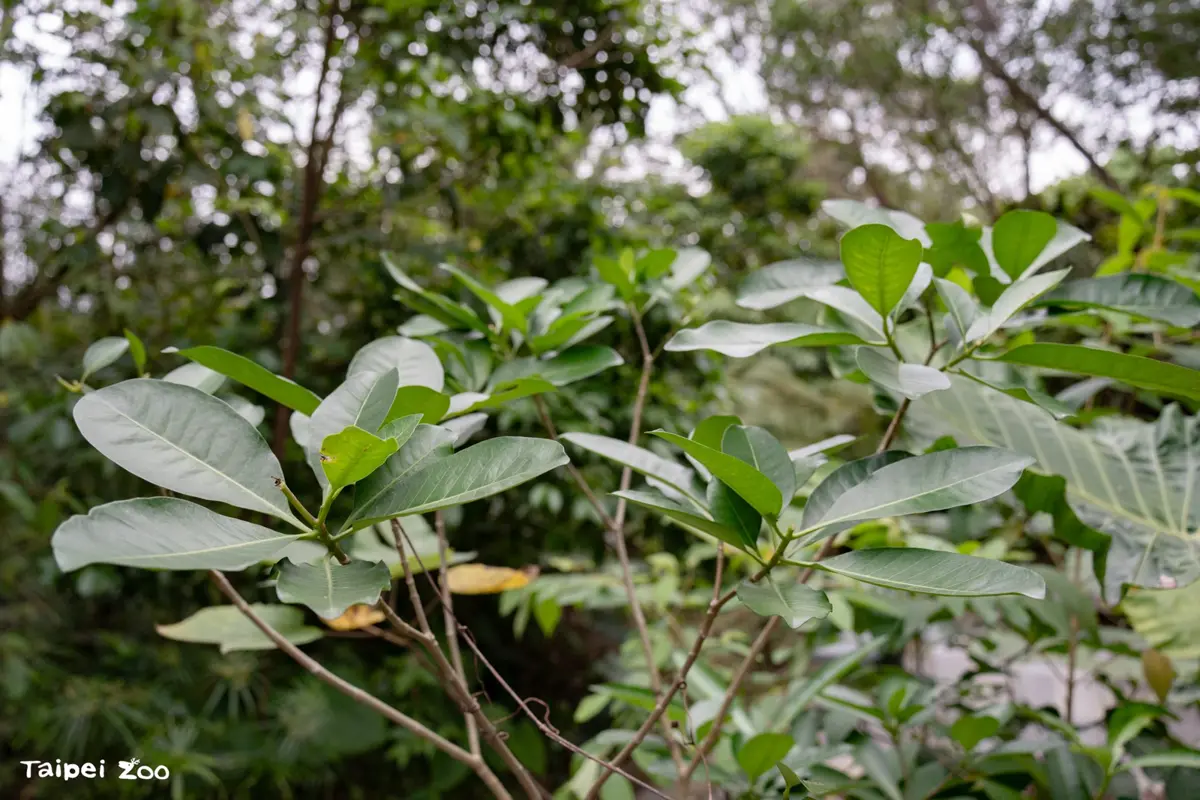圖片來源:臺北市政府