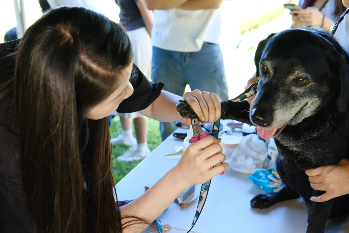 退役毛英雄回娘家!台中搜救犬重返基地,卸下重擔變身幸福「大毛孩」