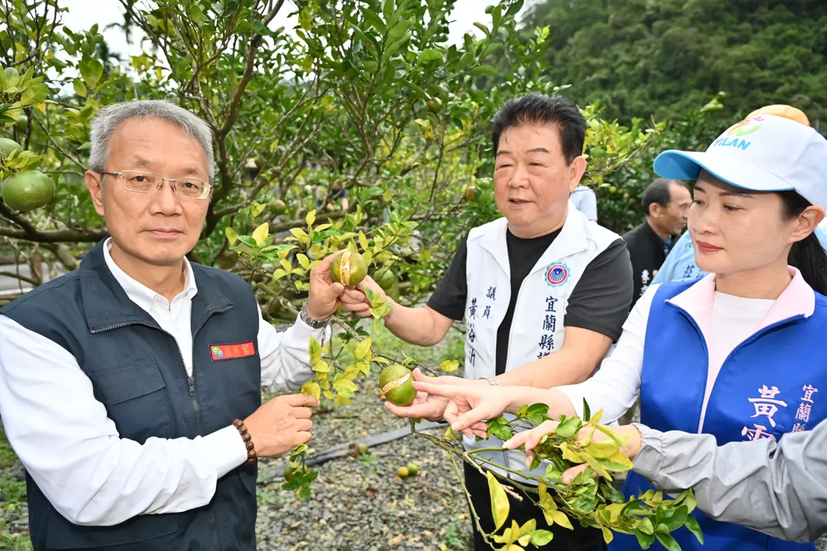 鳳凰颱風重創宜蘭！茂谷柑裂果落滿地 代理縣長林茂盛赴員山勘災
