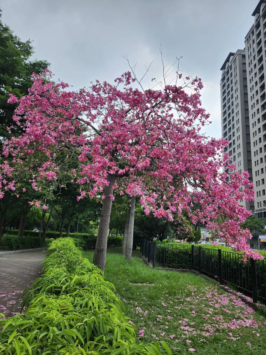 台中秋日限定!美人樹粉紅花海大爆發,10大最佳賞花點地圖全攻略