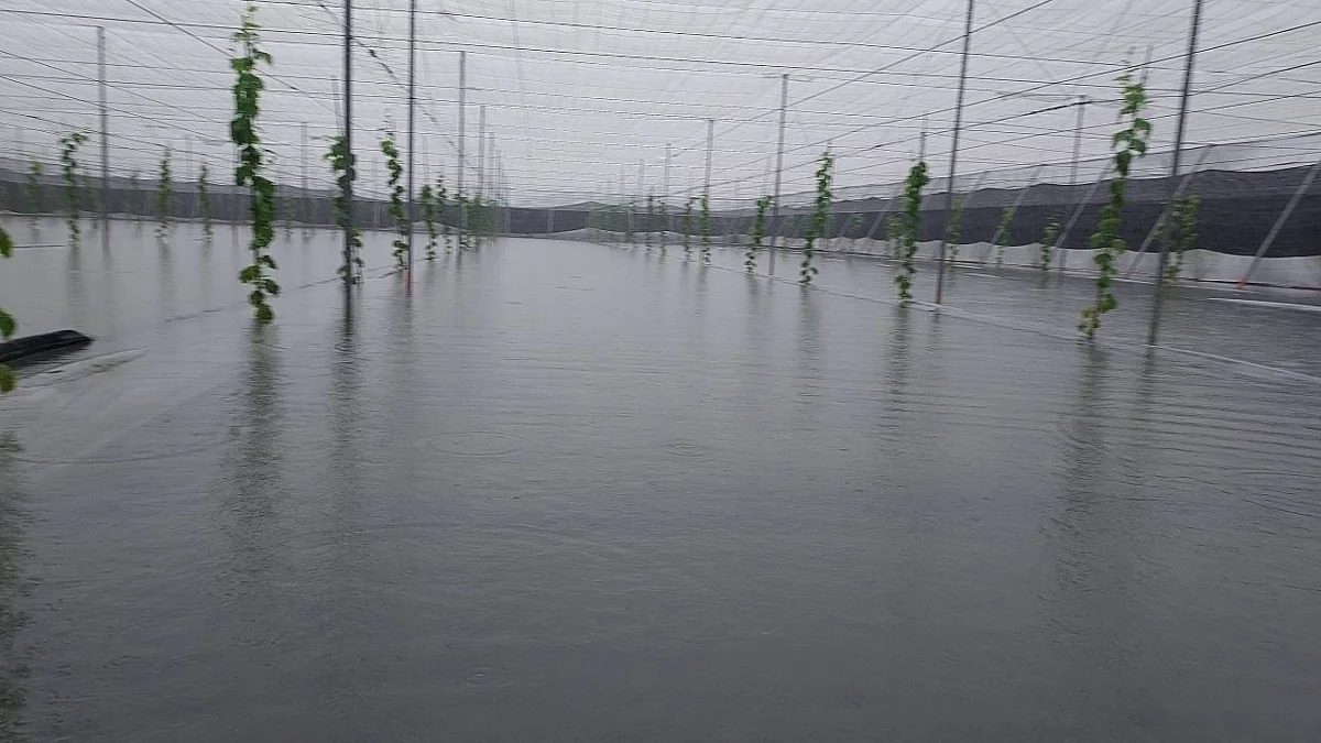 屏東8月豪雨農損救助核撥逾3355萬!縣長周春米籲公所加速發放
