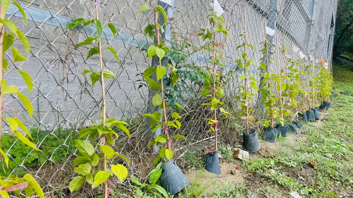 圖片來源:新竹市政府