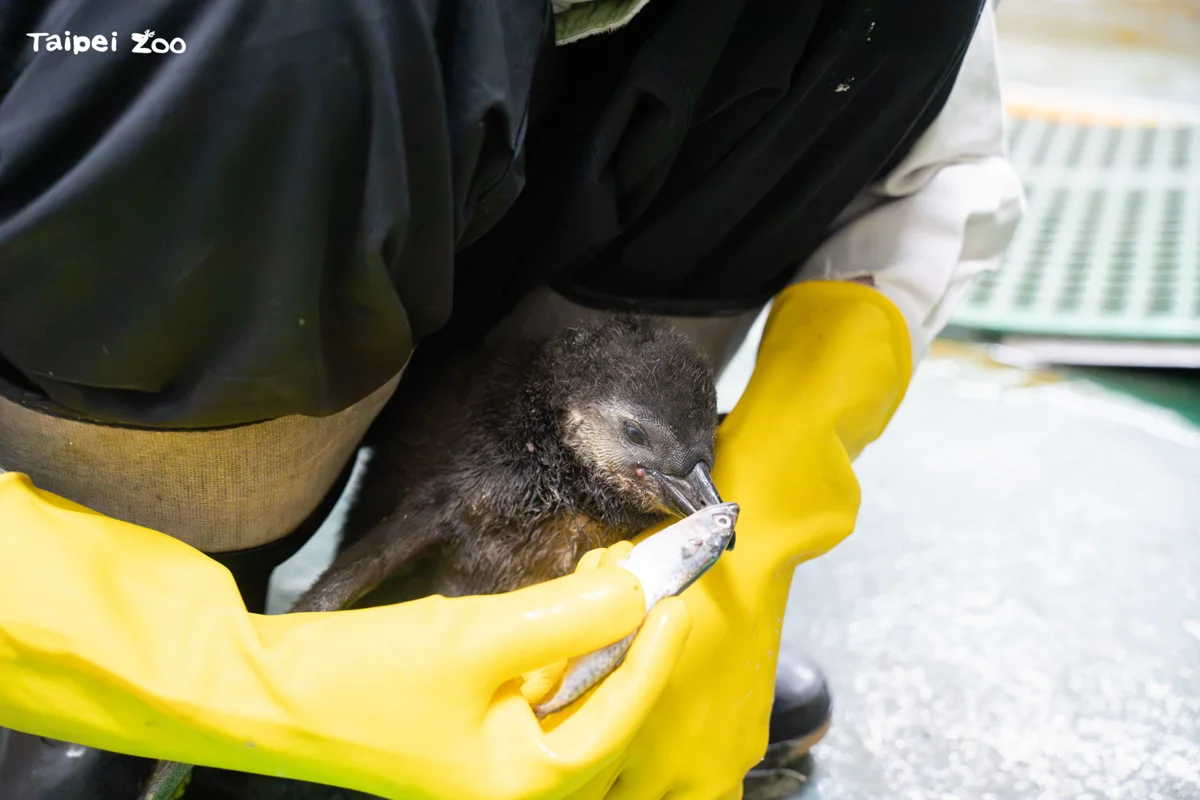 【萌翻天】6隻黑腳企鵝寶寶誕生！北市動物園「企鵝幼兒園」熱鬧開張