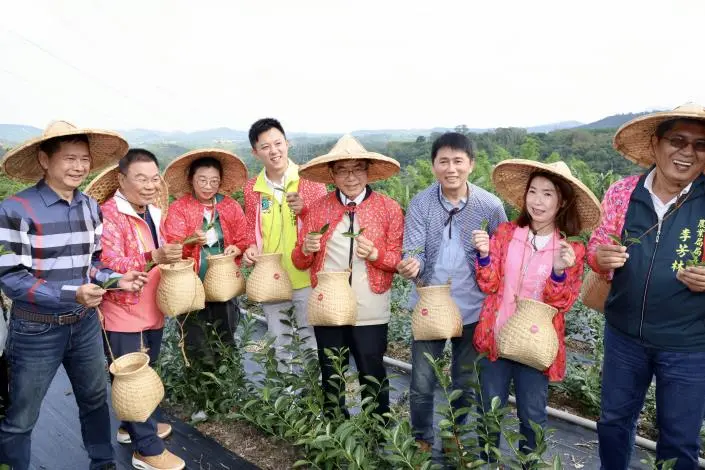 台南不只咖啡有名！東山「茶之魔手」茶園首採收，黃偉哲：打造府城第一茗
