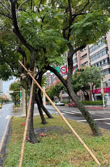 防範薔琵颱風!北市公園處加固大業路、忠誠路、士東路5株樹木保安全