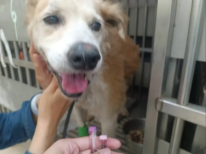 林口浪犬「大黃弟」前腳潰爛見骨獲救!暖心師收養伴晚年,故事感動全社區