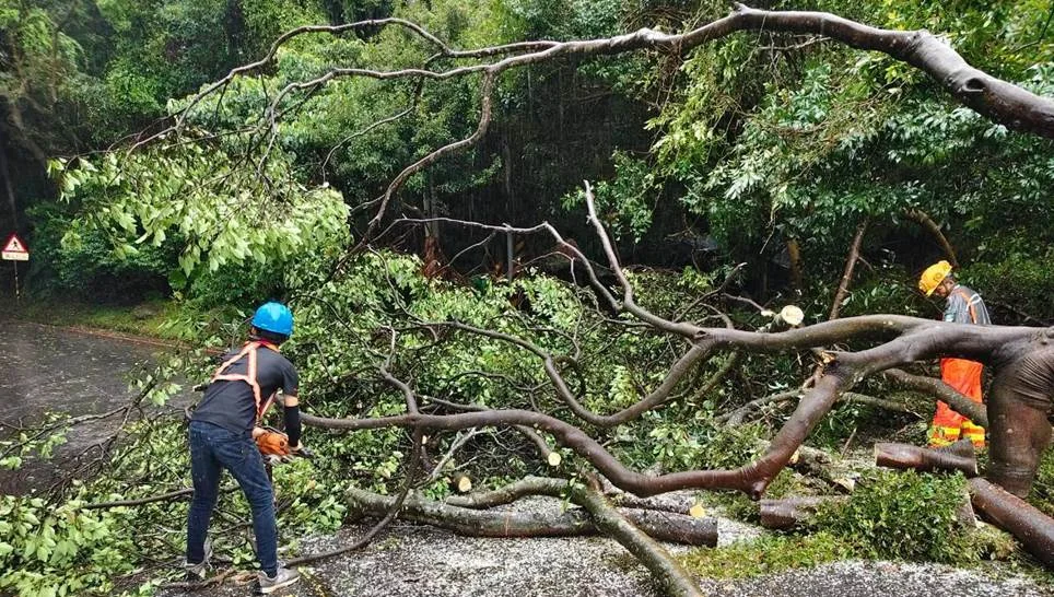 薔琵颱風強風狂襲!北市155件路樹倒塌 公園處動員311人冒雨搶修