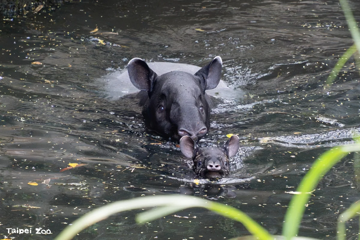 北市動物園馬來貘母女搬新家!寶寶「嘴邊肉」進駐熱帶雨林區準備見客