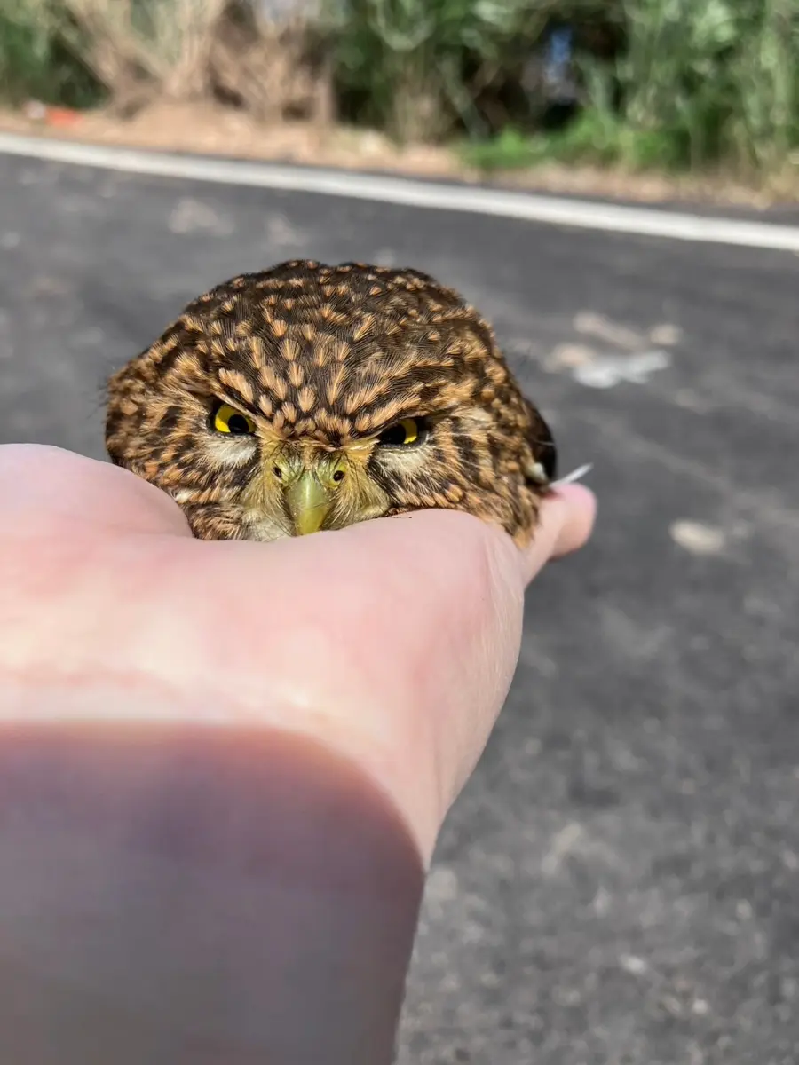 三芝車頂驚見「憤怒鳥」本尊！竟是台灣最小貓頭鷹「鵂鶹」