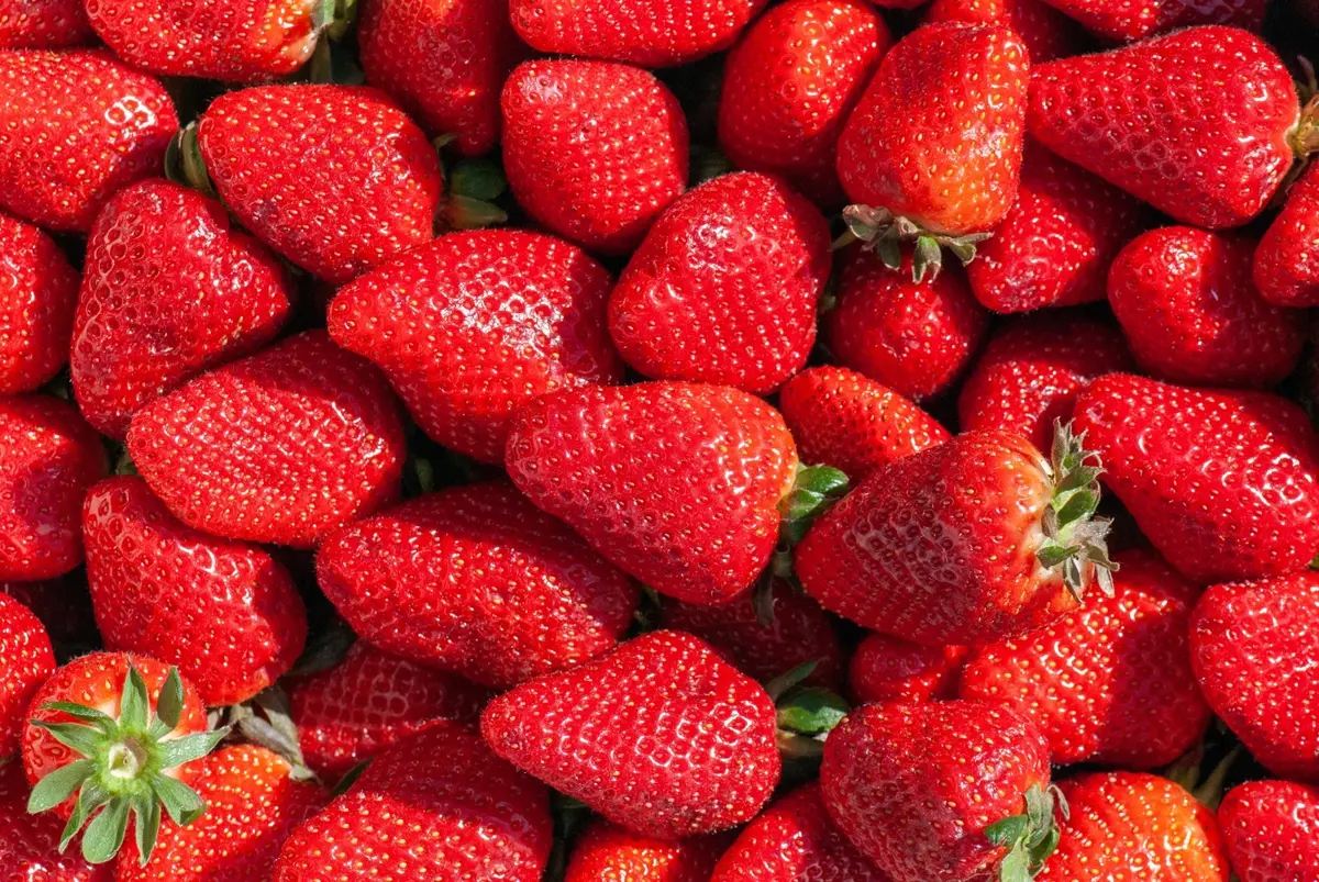 🍓阿蘇健康農園「三種草莓吃到飽」活動開跑!🍓
