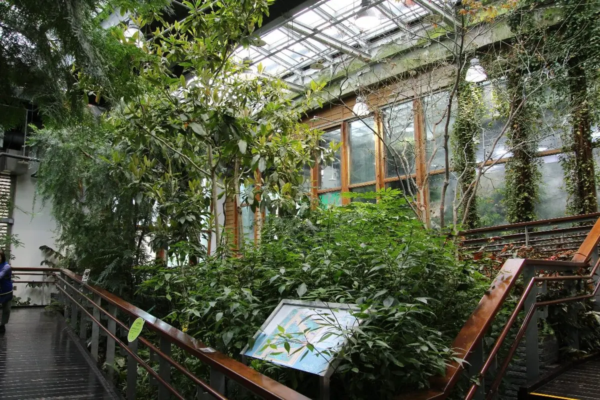 「撞到月亮的樹」本尊現身!台北典藏植物園揭秘台灣三大國寶神木