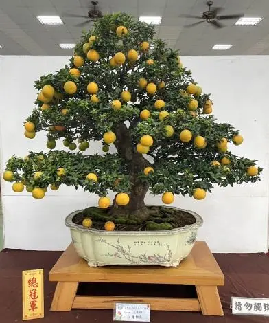 圖片來源:臺南市政府