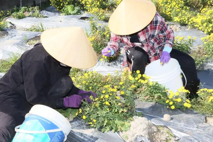 圖片來源:苗栗縣政府