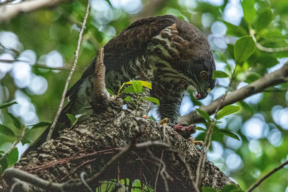 鳳頭蒼鷹現蹤榮星花園!北市7月啟動改建打造更友善都市綠洲