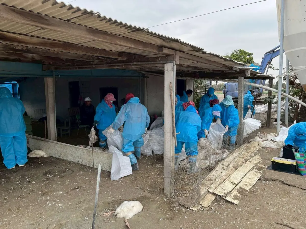 雲林H5N1禽流感警報！養鵝戶亂丟死鵝遭重罰百萬 1626隻鵝遭撲殺