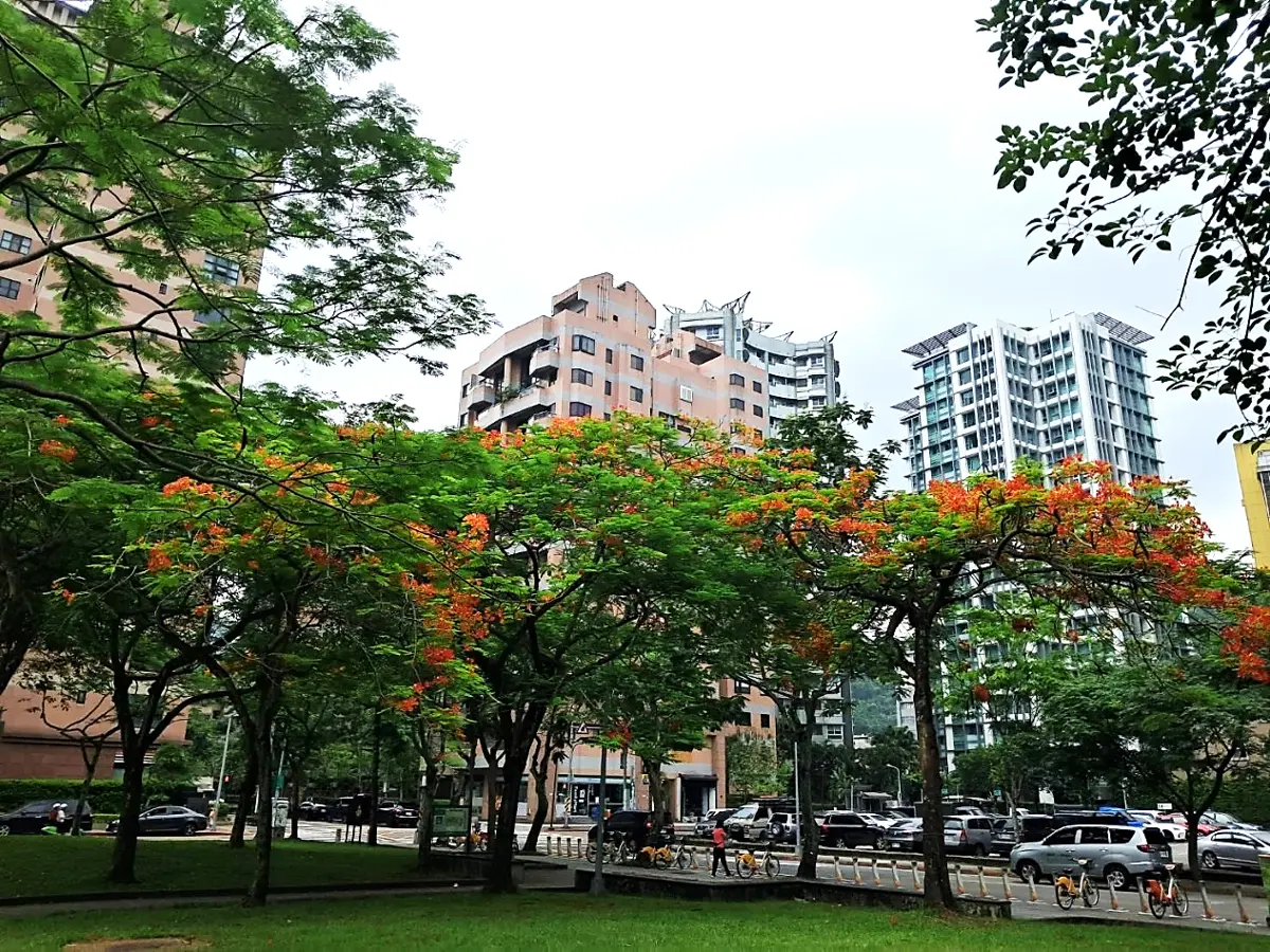 信義區秒變花海!松德公園鳳凰木火紅盛開,都市秘境美照拍不完