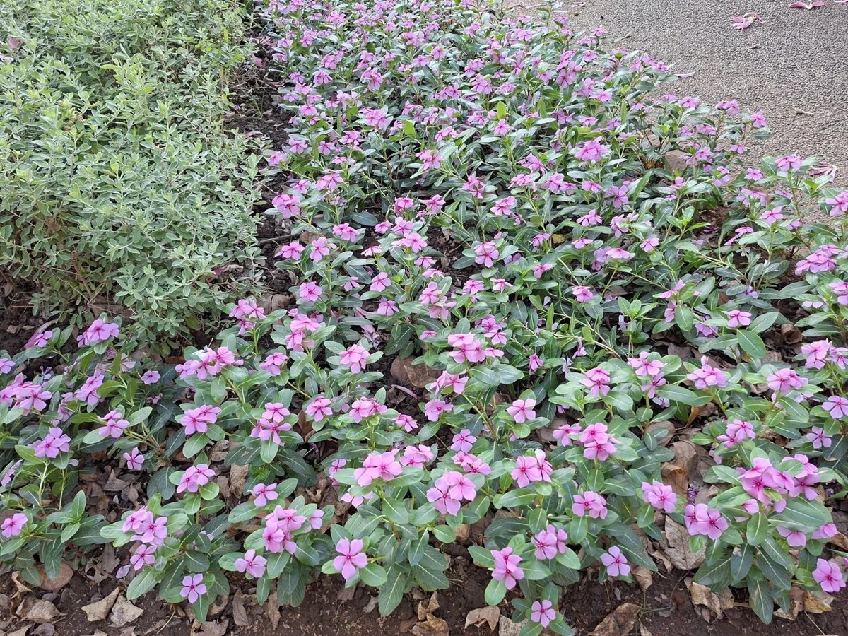 圖片來源:臺北市政府