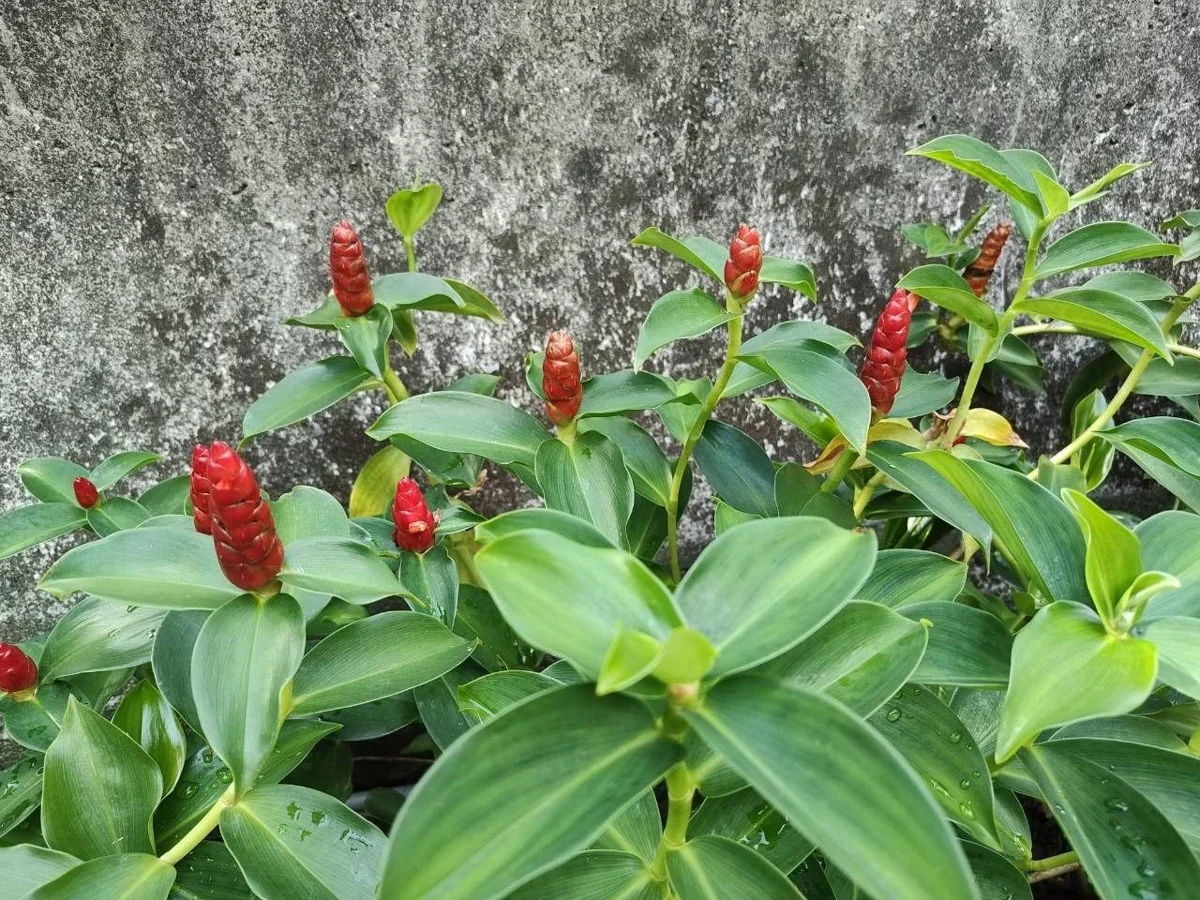 圖片來源：臺北市政府