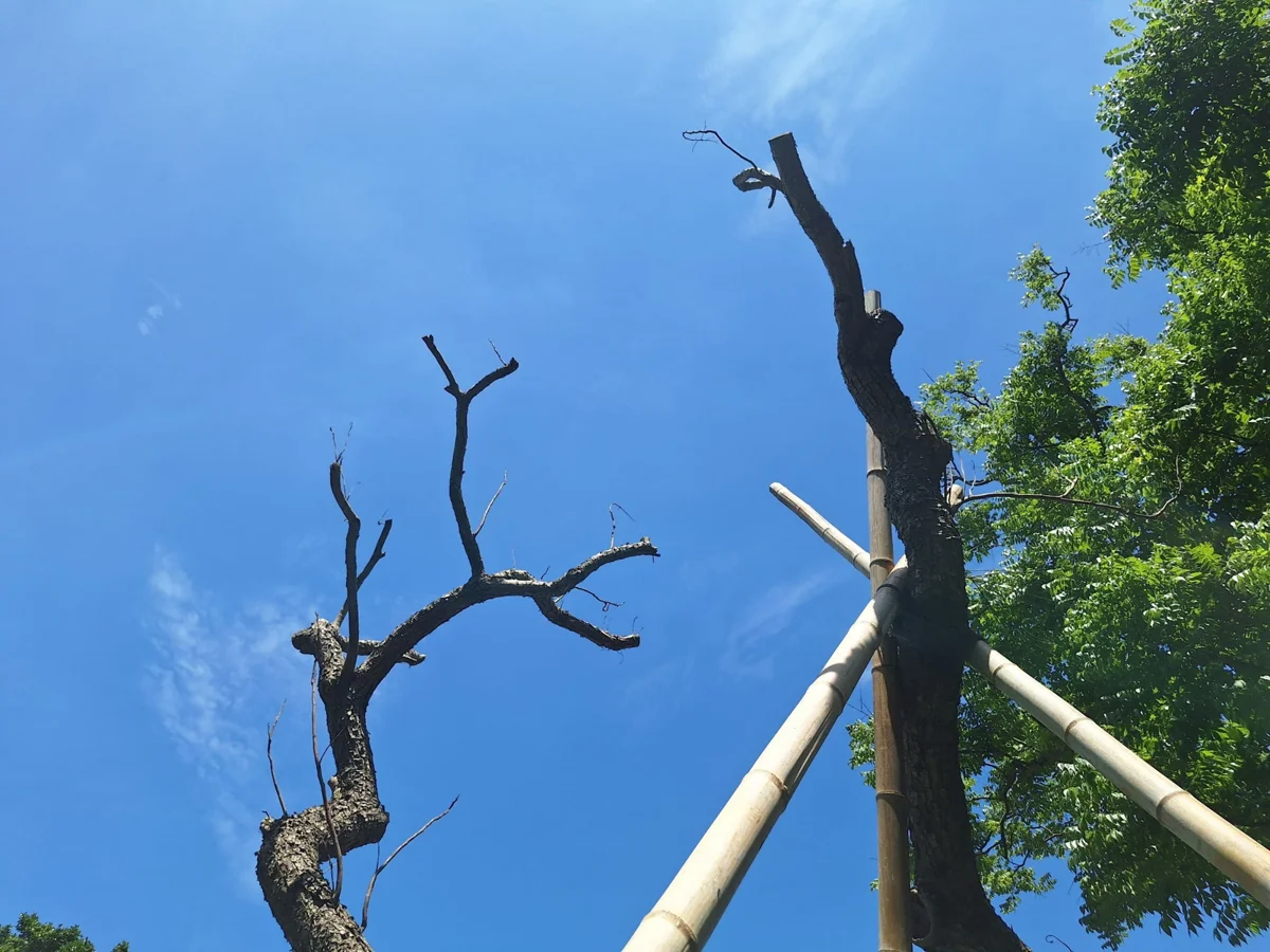 敦南林蔭大道欒樹遭砍?公園處澄清:枯死移除且修剪符合規範