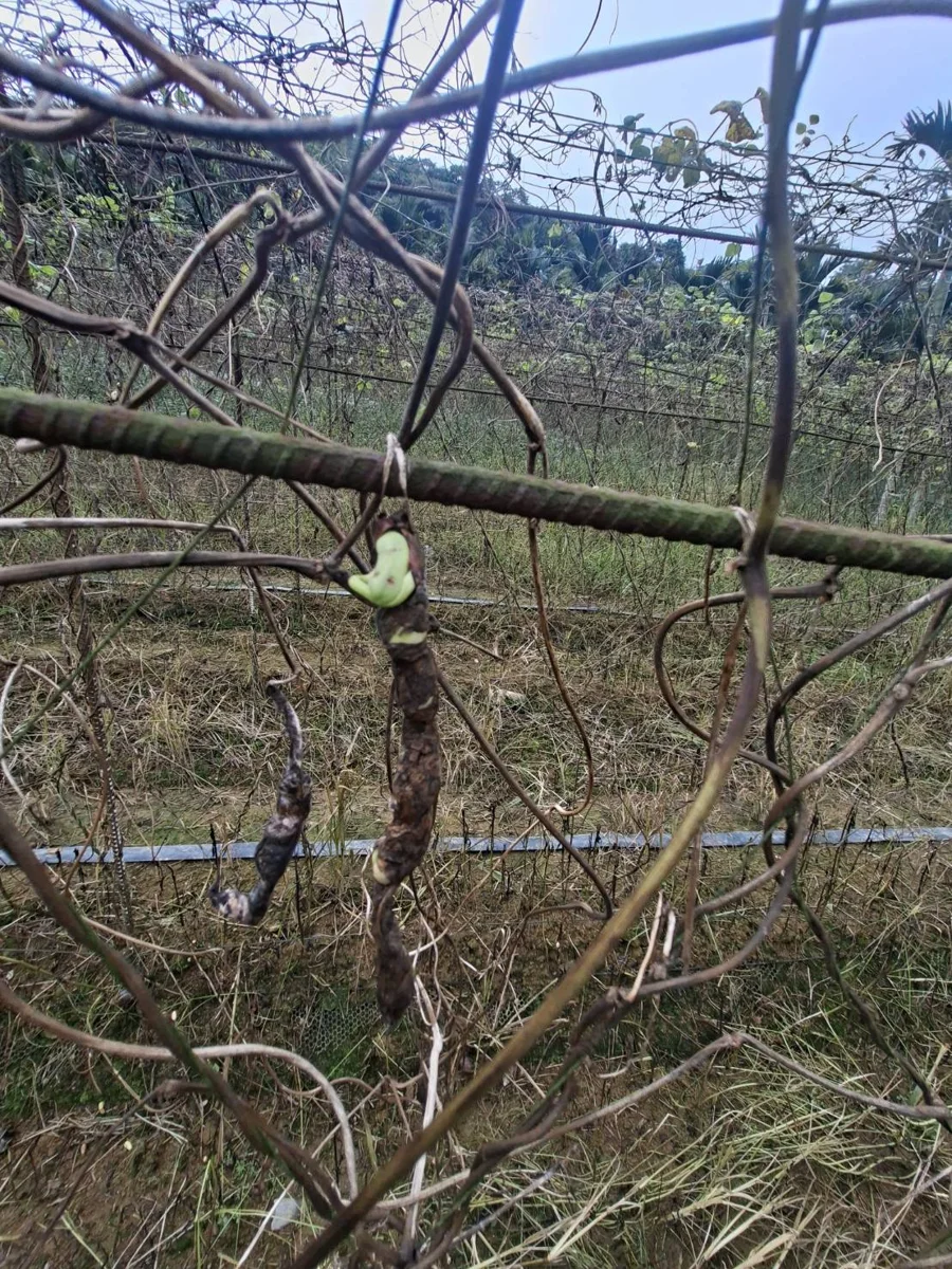 圖片來源:花蓮縣政府
