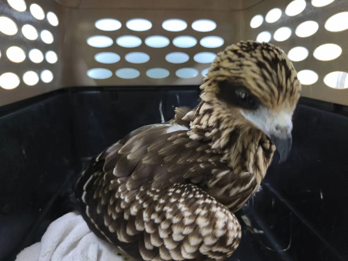 別讓愛心變成害命!猛禽協會呼籲:拒絕餵食野生老鷹「黑鳶」