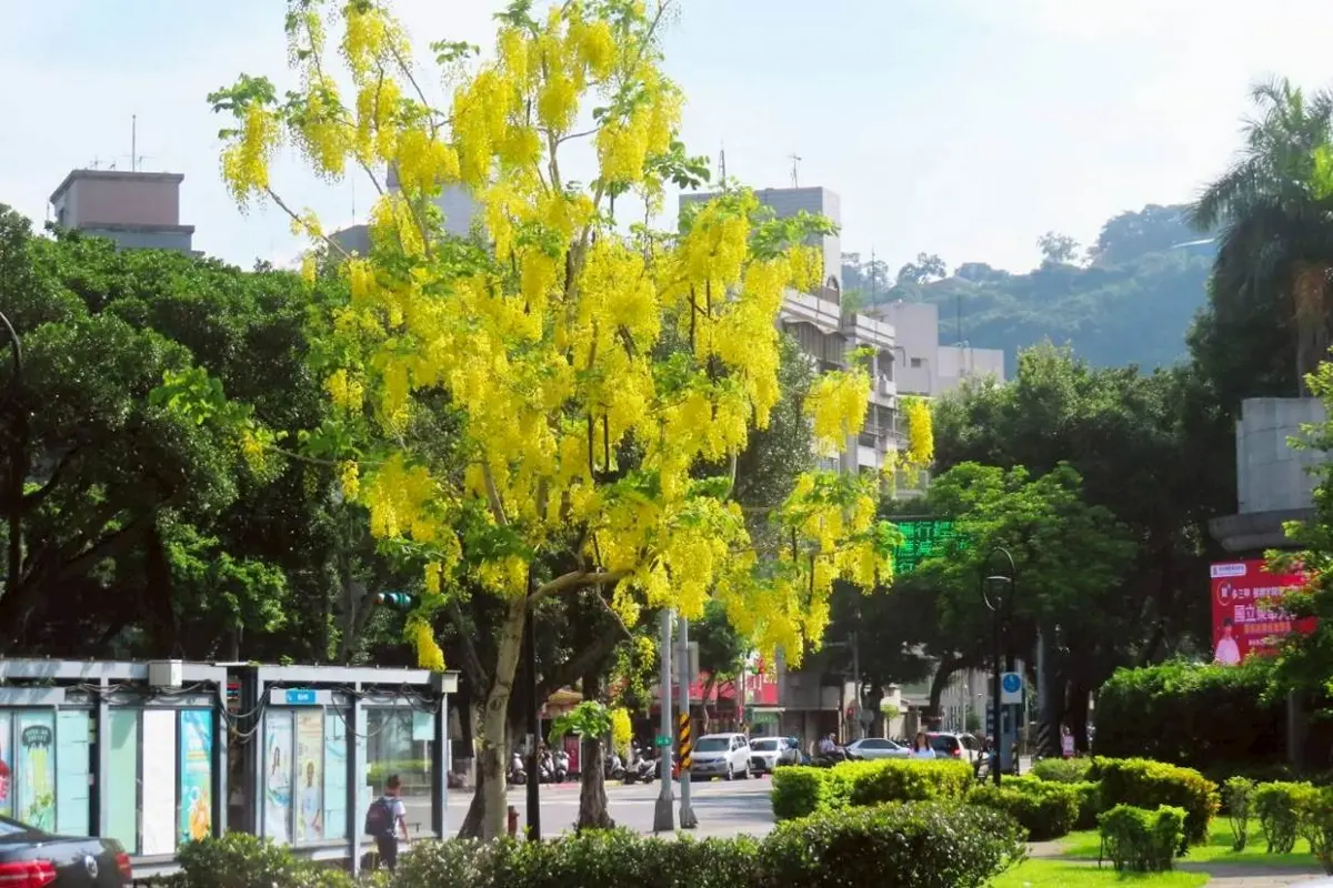 黃金花季:阿勃勒的城市魅力