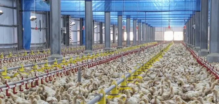 台南雞肉安心吃！業者揭「無激素」飼養秘辛 市府掛保證