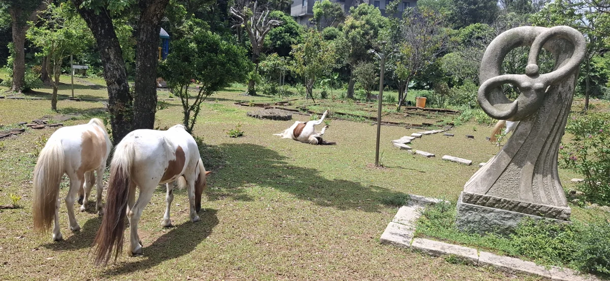 石門7旬老農守護亡妹遺願!月花數萬養4匹小馬 動保處盛讚