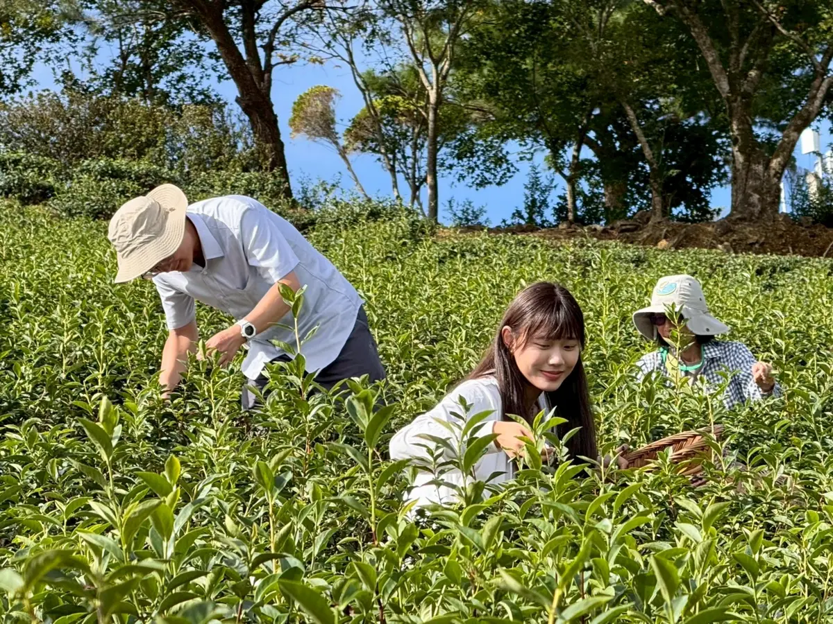 圖片來源:新北市政府